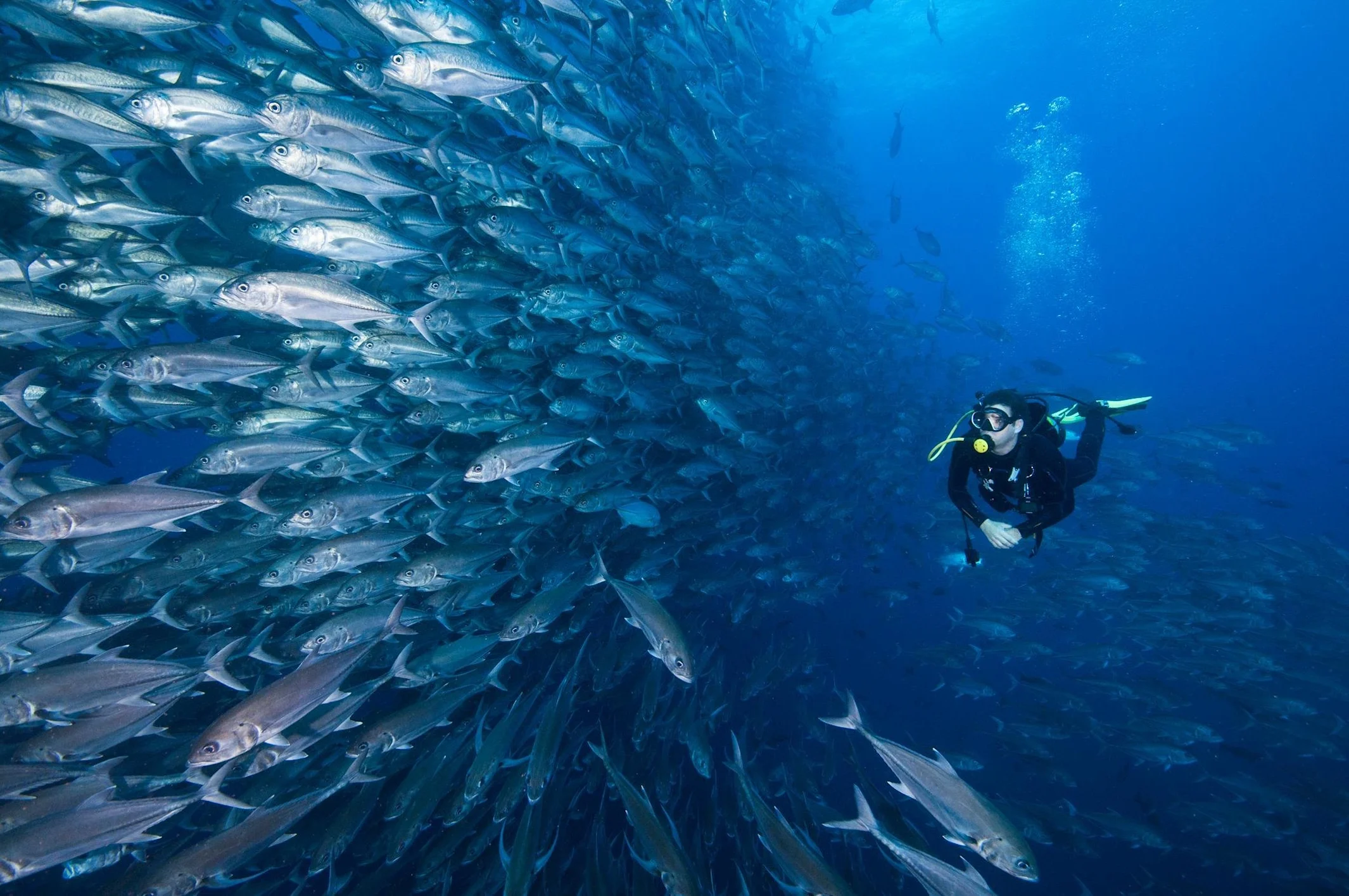 Fun Dive (Certified Diver Only)