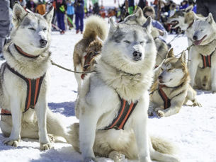 Frozen Paws, Unstoppable Hearts: The Iditarod Adventure