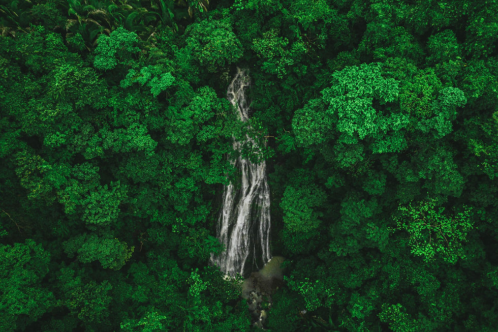 vecteezy_waterfall-in-the-forest_1752030.jpeg