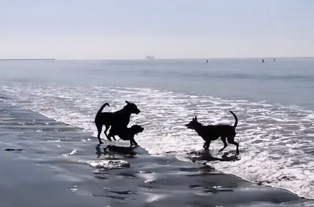dogs playing in ocean at Rosies Dog Beach Long Beach silhouette