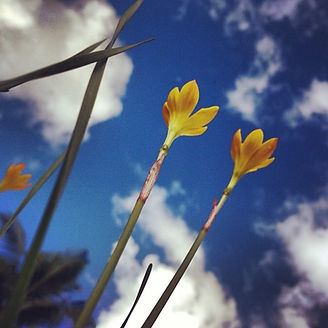 yellow flowers