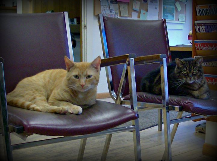 Bayshore Veterinary Clinic L'Anse