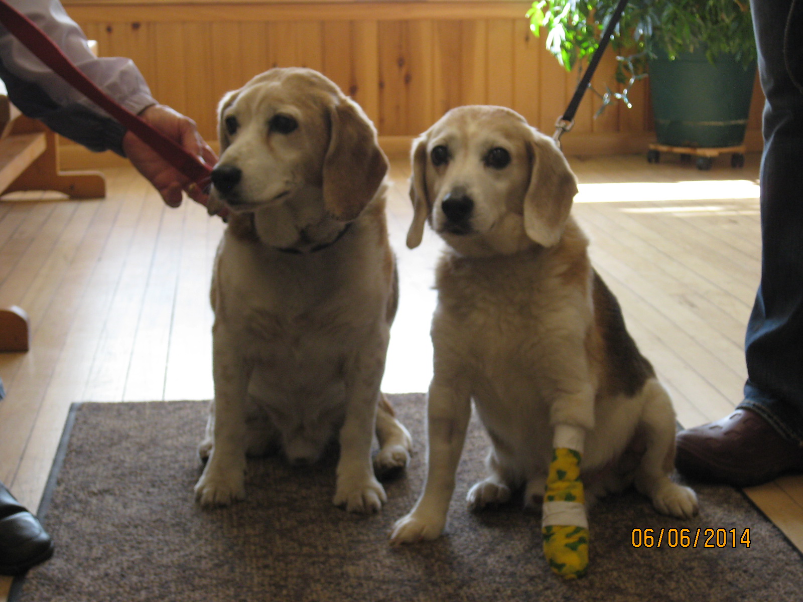 Bayshore Veterinary Clinic L'Anse