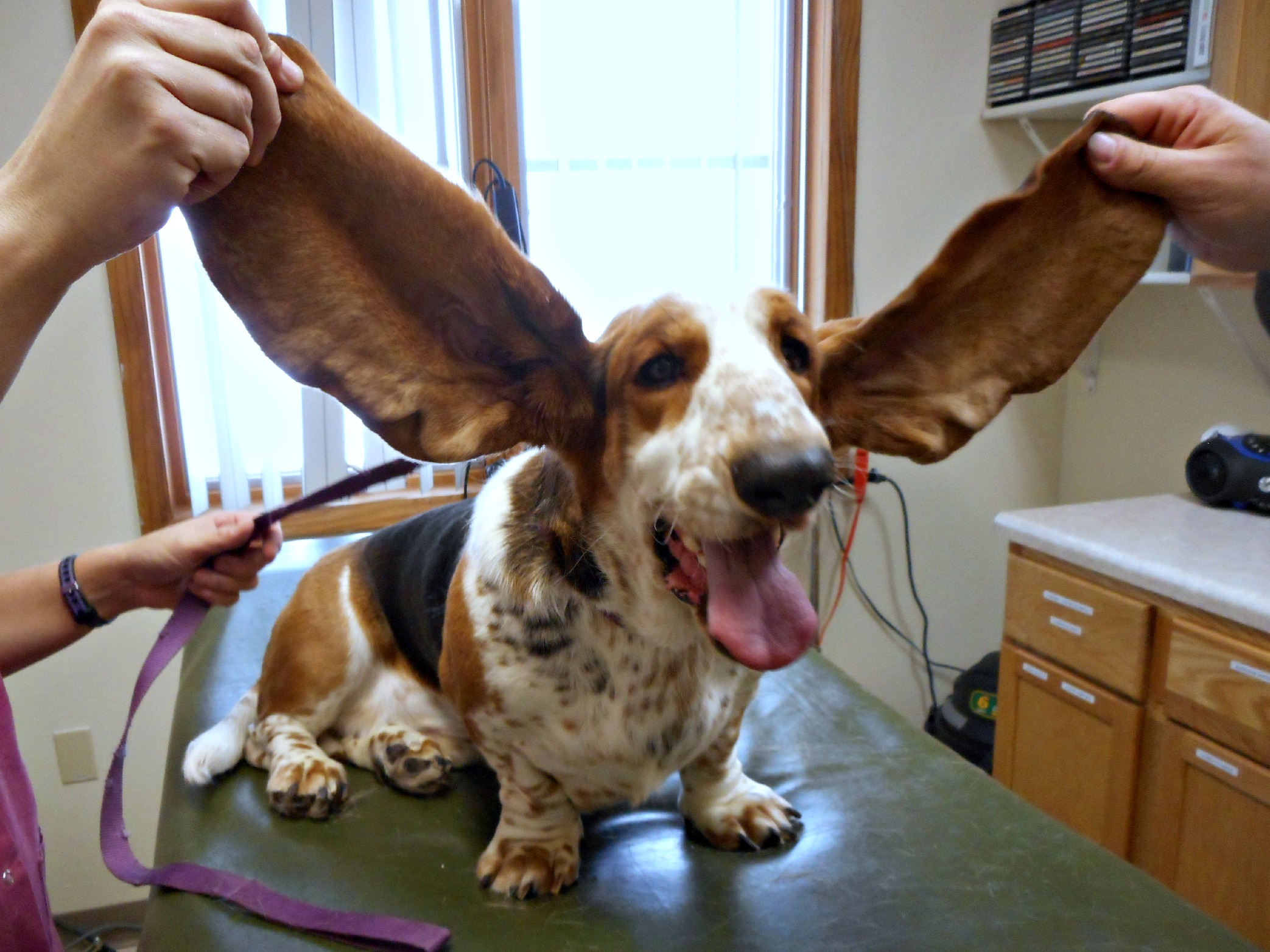 Bayshore Veterinary Clinic L'Anse