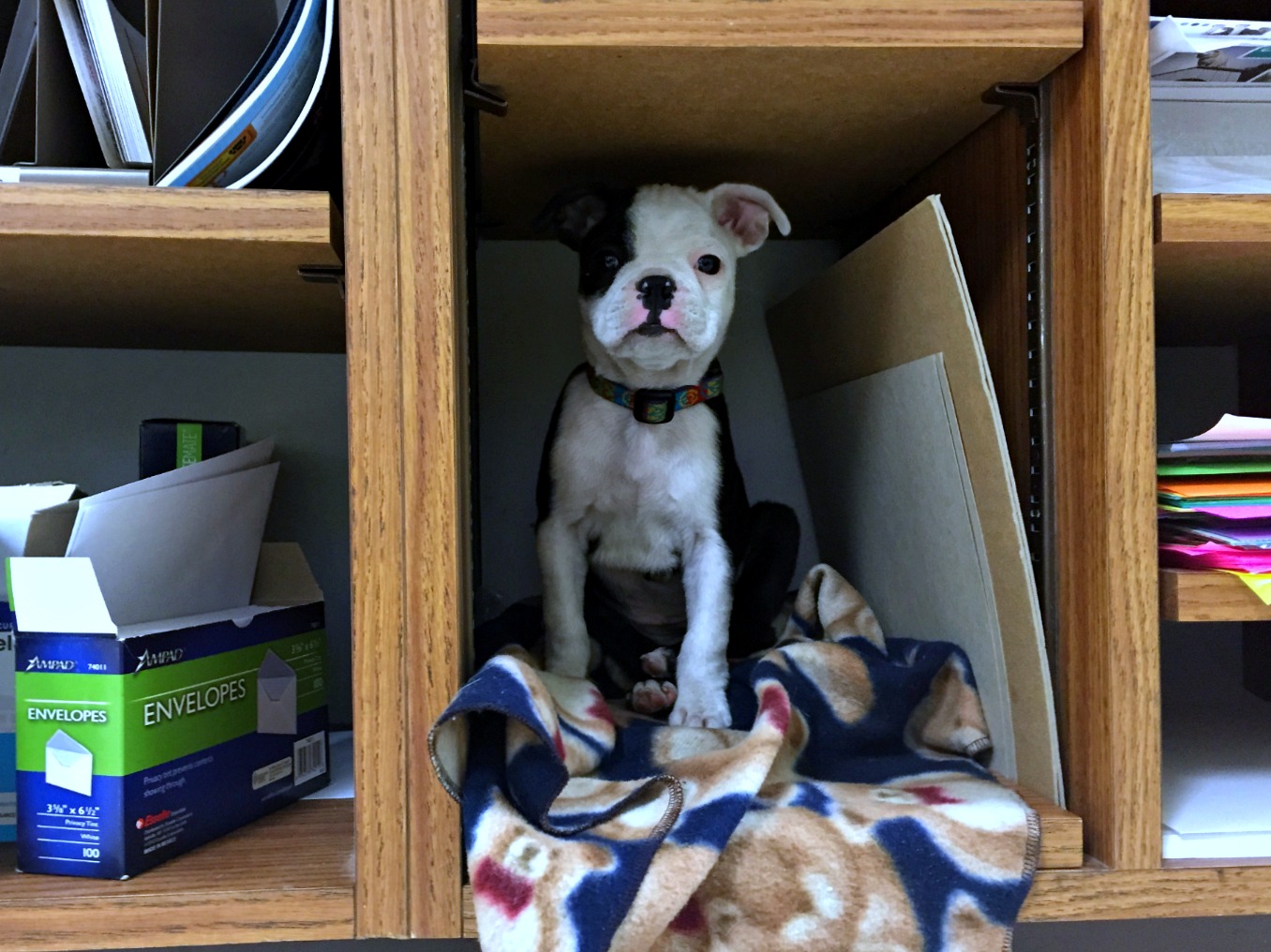 Bayshore Veterinary Clinic L'Anse