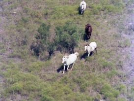 Add Ins - Horse Arial.jpeg