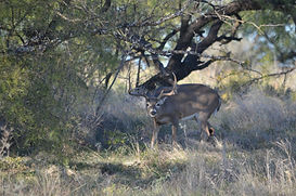 Wildlife Buck 1.jpeg