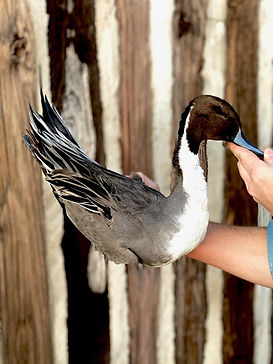 Wildlife Pintail.jpeg