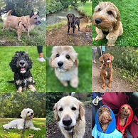 No matter the breed or size we have a food to meet your dogs needs