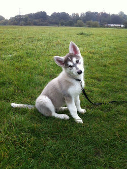 Training walks in action