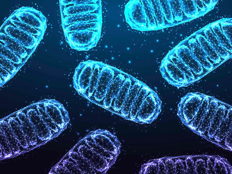 La mitohormèse : clé de longévité et de vitalité ?