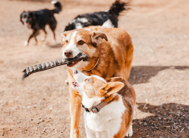 Helping Strong Chewers Stay Engaged with Ugly Chews