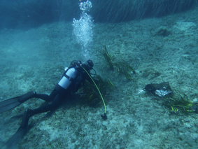 Restoring Seagrass Meadows in the Tuscan Archipelago