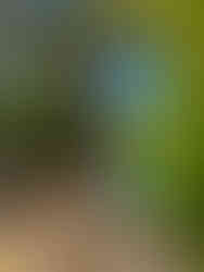 Chairs set up under palm trees on the beach in Aruba