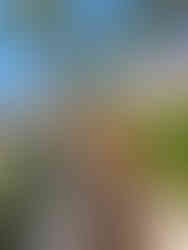 Palm-tree lined promenade in Palm Beach, Aruba