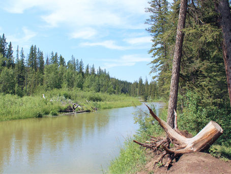 Forest School-Inspired Adventures: Where to Explore Nature with Kids in Calgary