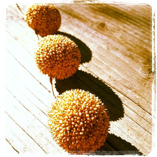 Found these guys (with resident spider).