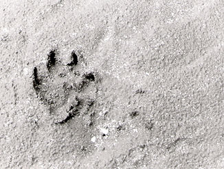 pawprint.jpg