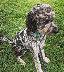 Patience Goldendoodle