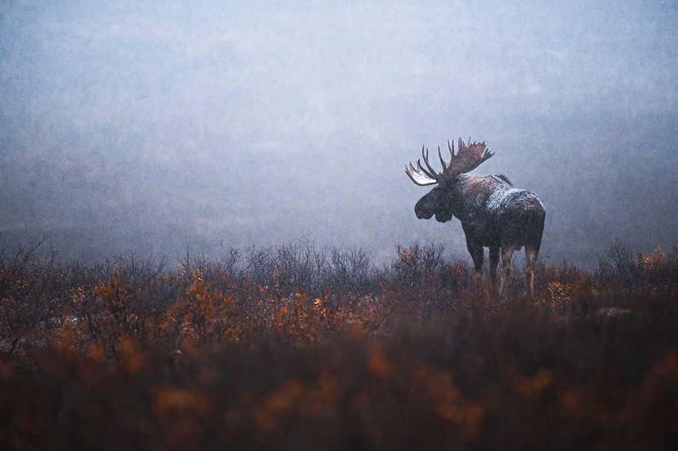 Denali Moose at Dawn