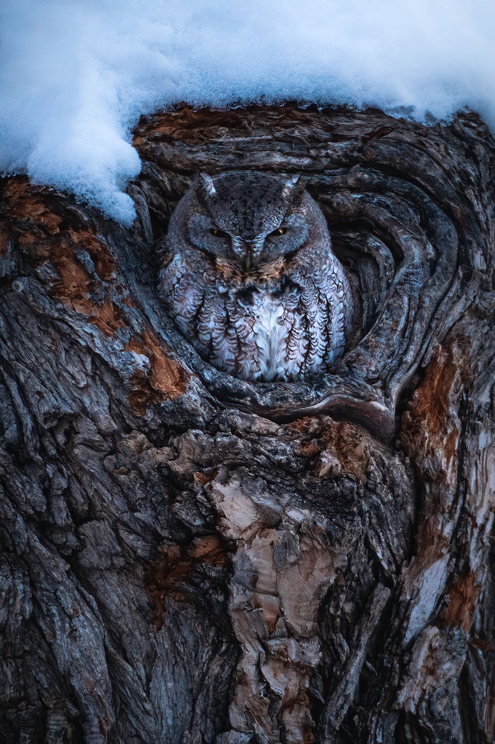 Gray Morph Screech Owl