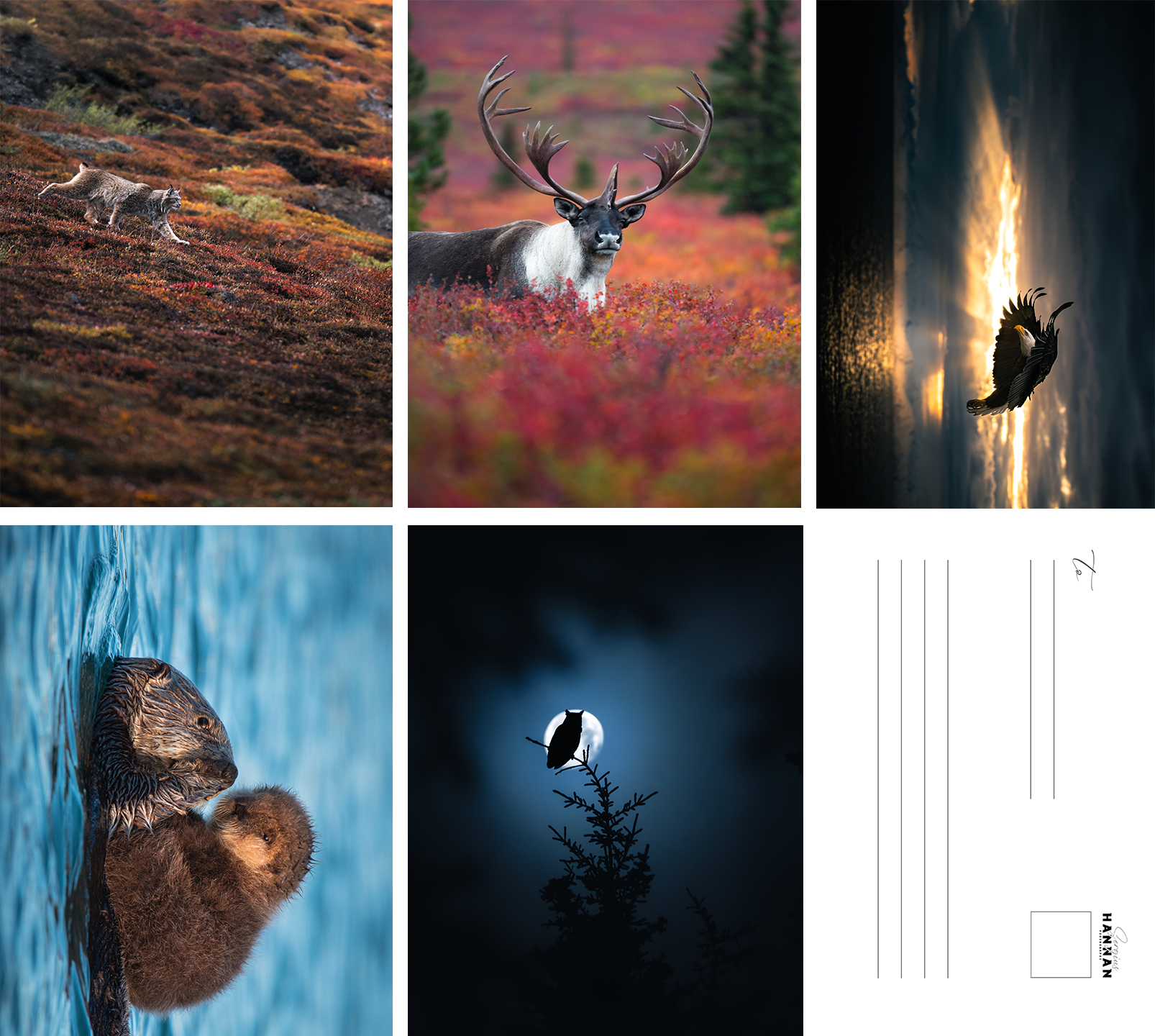 Alaskan Wildlife Postcards (variety packs of 5)