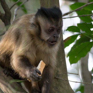 Tufted Capuchin