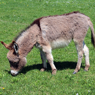 Sicilian Donkey