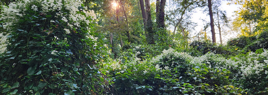 Trees and greenery covered in small white Autumn Clemantis flowers.