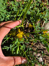 St. John's Wort flowers