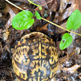 empty box turtle shell