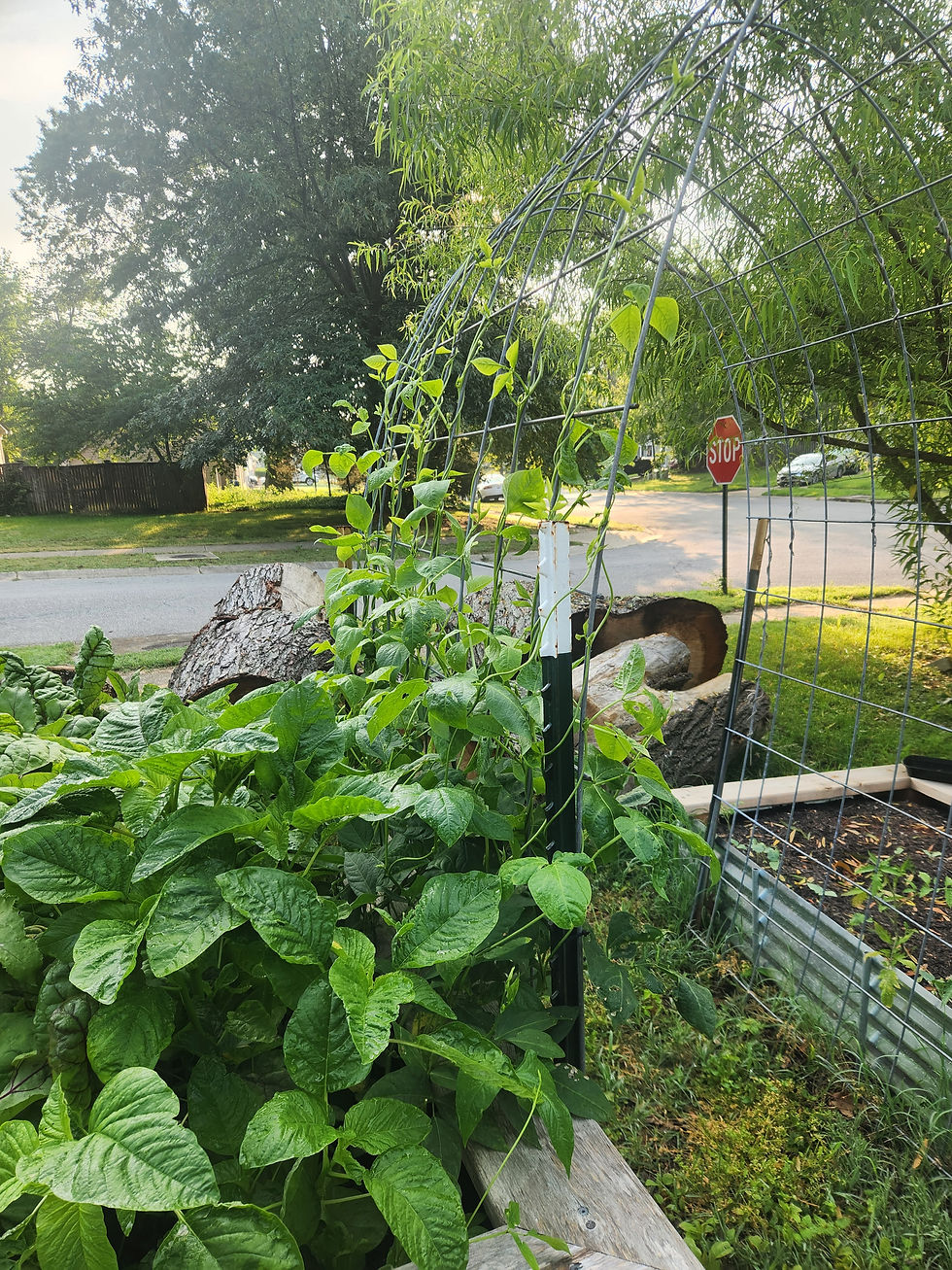 Callaloo and long beans beginning to climb a trellis.