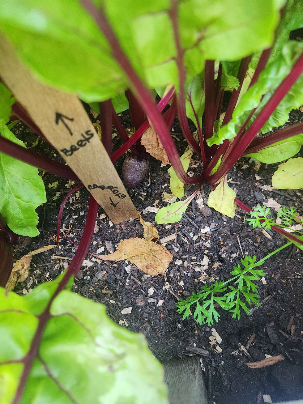 Baby beets