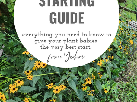Seed Starting Guide - Everything you need to know to give your plant babies the best possible start