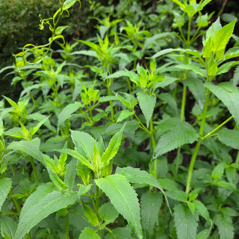Bee Balm aka Monarda aka Bergamot so tall and so close to flowering!!