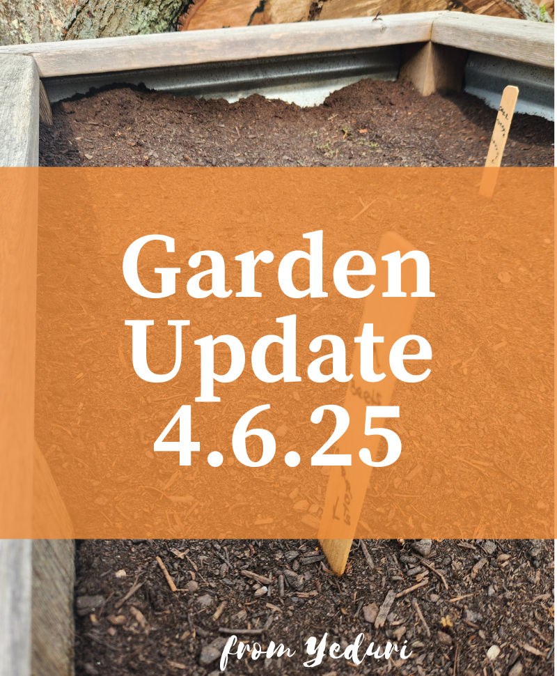 Garden Update 4.6.25 shows raised bed with a few tiny seedlings
