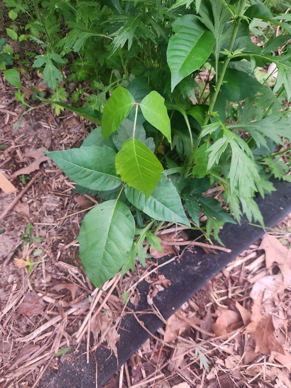 Eastern Poison Ivy