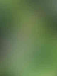 Between one day and the next, all these opened on my marshmallow😍