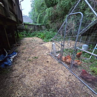 Movable pen with happy chickens to the right, freshly seeded areas covered in bedding