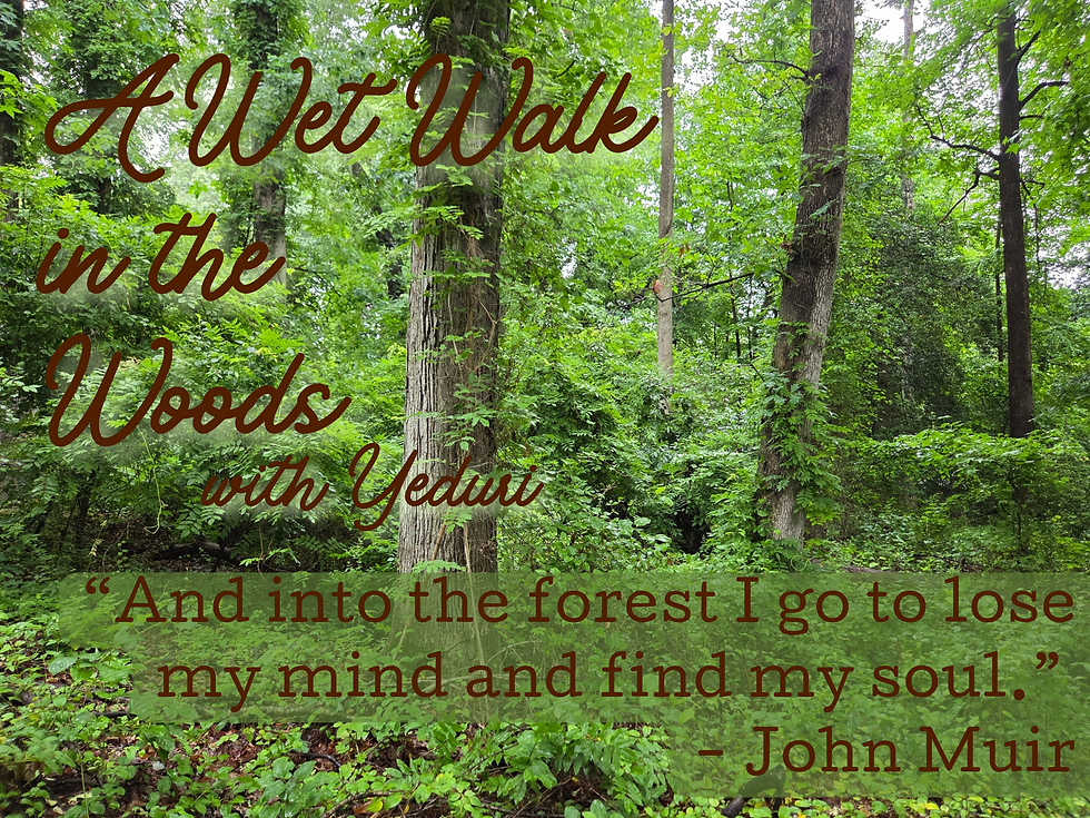 Trees and wet woods with the words "a wet walk in the woods with yeduri" in cursive and a john muir quote "and into the forest I go to lose my mind and find my soul"