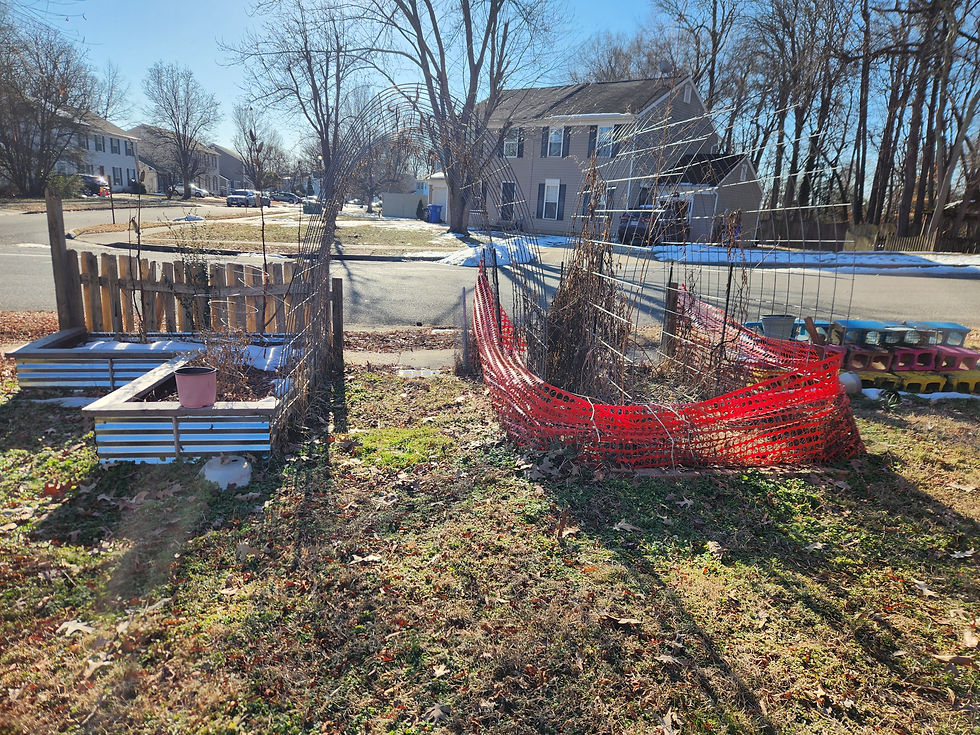 Garden beds. To the left an L shaped raised bed. There is an arch and a dug in bed to the right, surrounded by orange fencing.