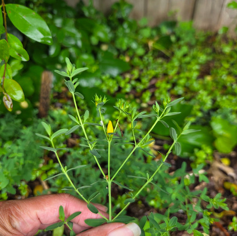yellow st johnswort flowers