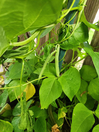 Red bush dry beans. A bit more sprawly than I'd like!