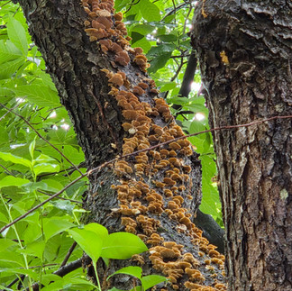 up close of cool looking mushrooms