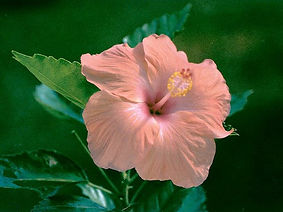 beauty-of-supramental-love-1.jpg