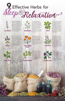 Herb Poster (InDesign tutorial) | ©KatTimer | 2019