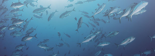 Omega 3 | Amundsen Brands