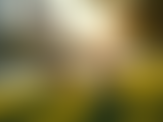 Unleash the Fun: Discover Miami's Hidden Pet-Friendly Gems Awaiting Your Pup's Arrival