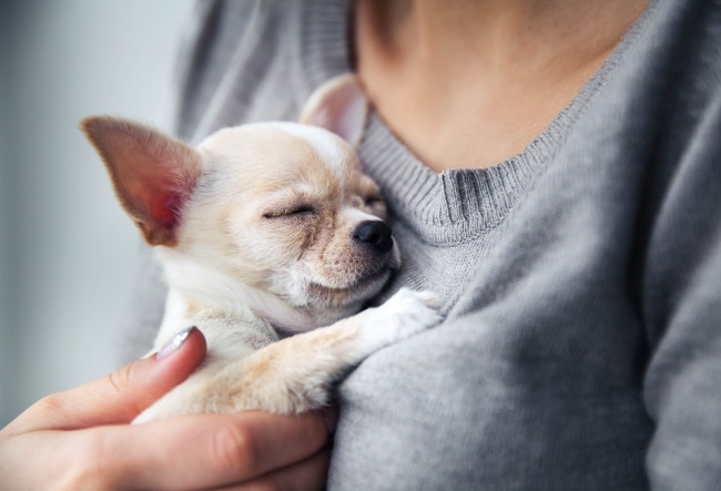 Puppy love and your heart health