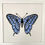 Thumbnail: Butterfly